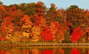 Autumn Delight At Sharon Woods State Park, OH