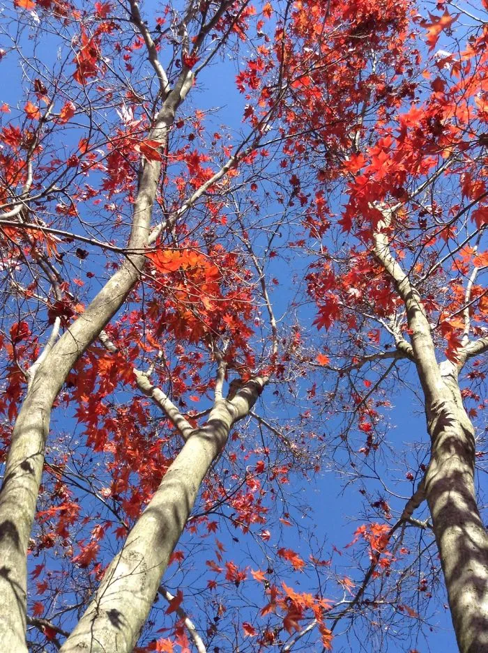 Autumn Maple Tree Photos.