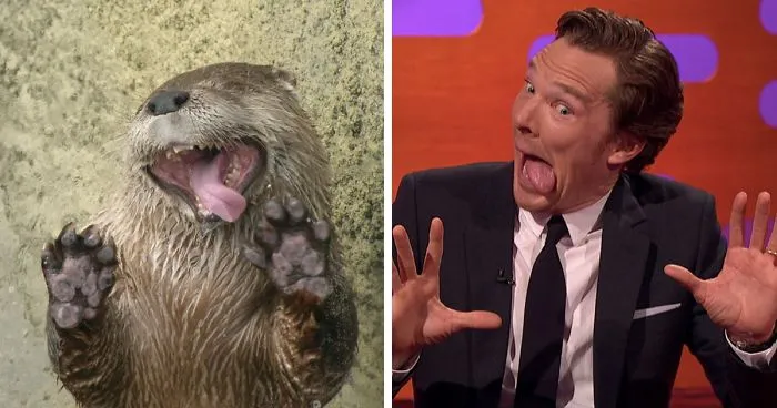 Rumors Confirmed: Benedict Cumberbatch Is An Otter (24 Pics)