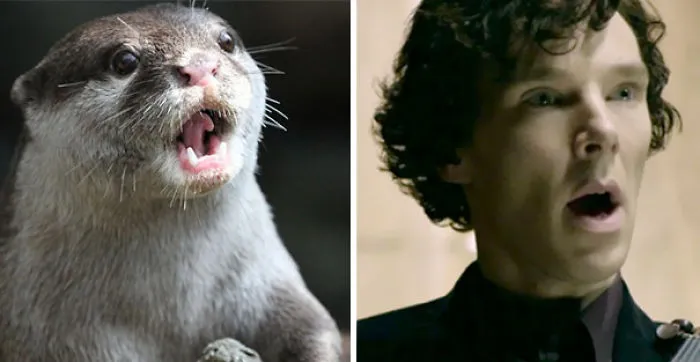 Benedict Cumberbatch Looks Like An Otter