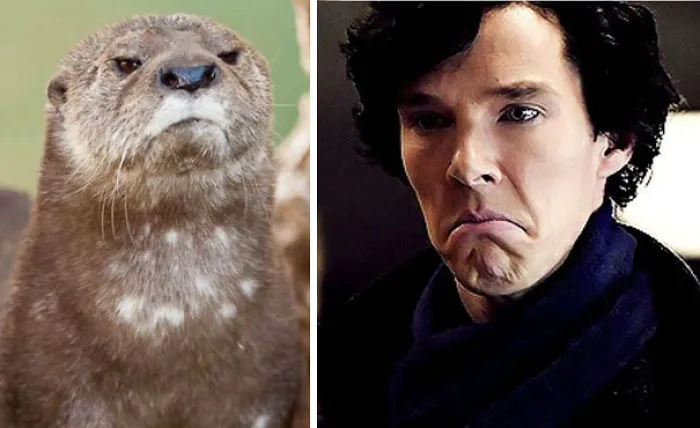 Benedict Cumberbatch Looks Like An Otter