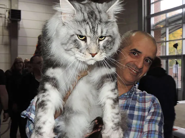 Man holding a large, fluffy Maine Coon cat indoors.