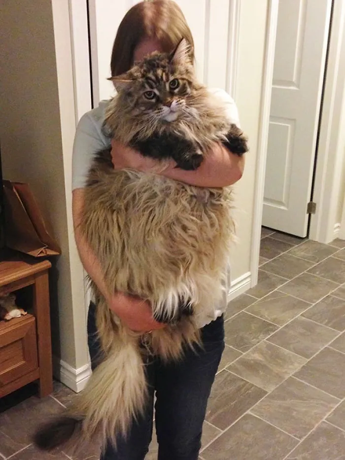 Person holding a large Maine Coon cat with long fur indoors.