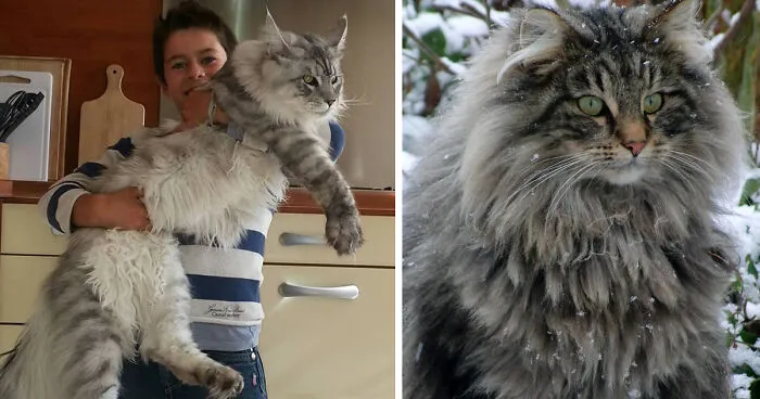 Updated 2025 Guide: Everything You Need to Know About Maine Coon Cats