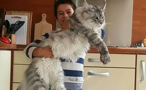 Updated 2025 Guide: Everything You Need to Know About Maine Coon Cats