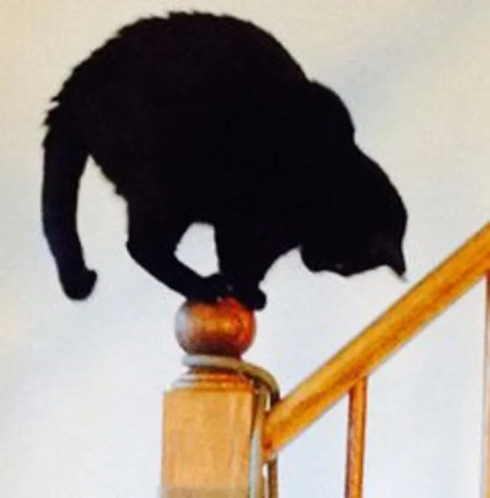 150 Cats Who Immediately Regretted Their Poor Life Choices