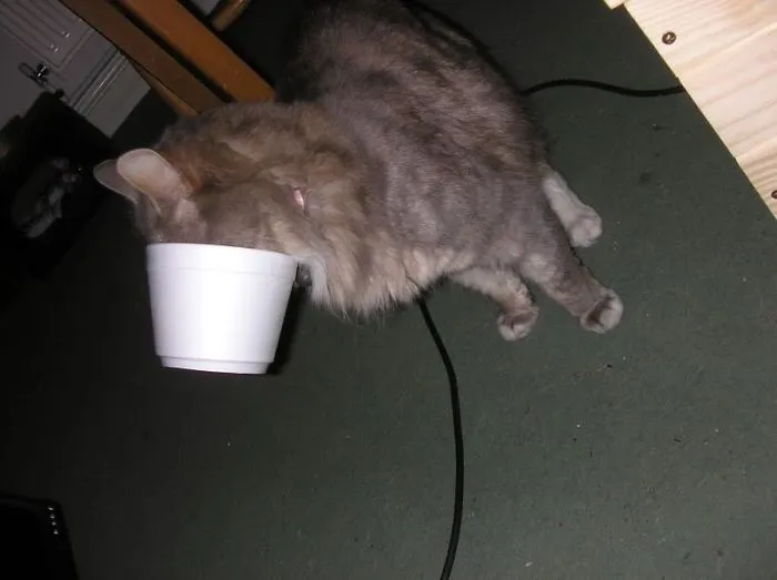 150 Cats Who Immediately Regretted Their Poor Life Choices
