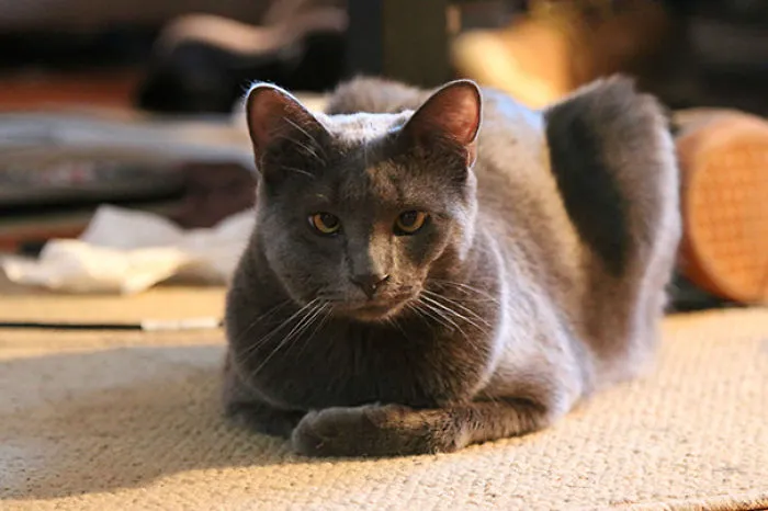 My Roomates Cat Had A Fight With A Bee
