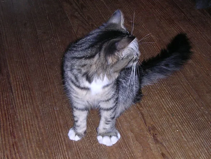 Alice Got Stung By A Bee On Her Left Paw