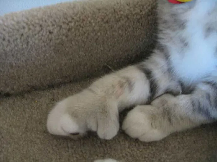 Fancy Is Our Special Little Trouble Maker!