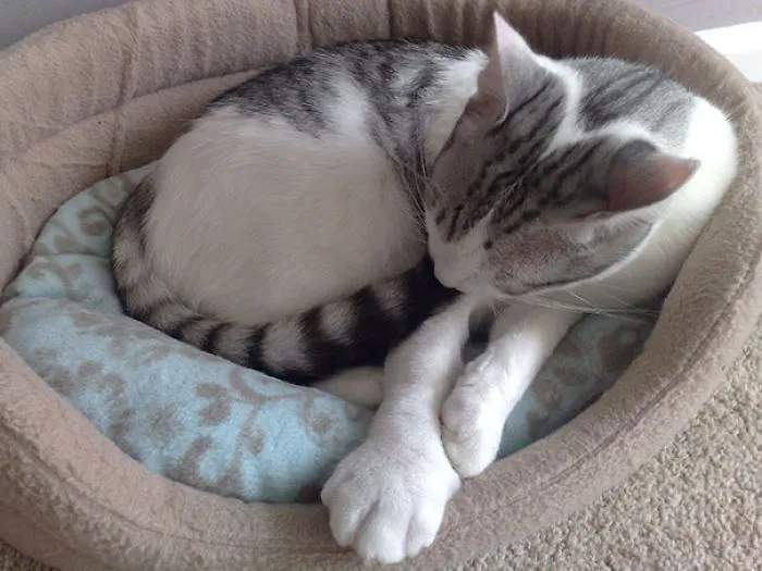 Cat Stung By Bee On Paw