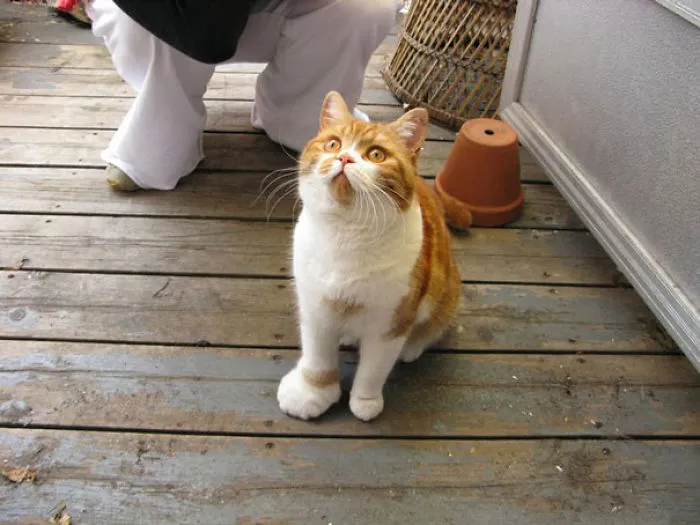 Waffles Also Had An Unfortunate Run-in With A Bee
