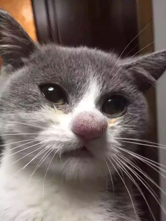 Cat's Nose After Losing A Battle With A Bee