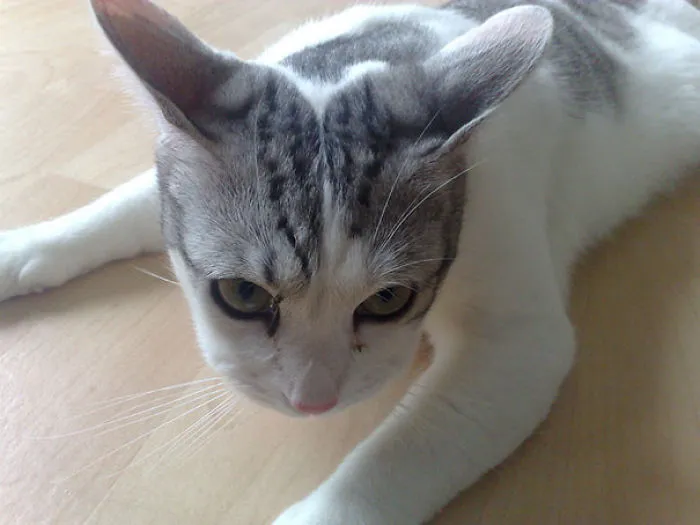 Cat lying on the floor with a swollen face after a bee sting.