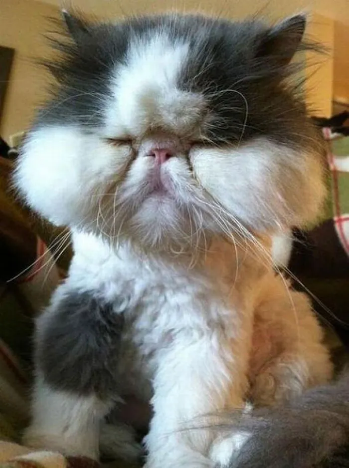 Cat Tried To Eat Bees
