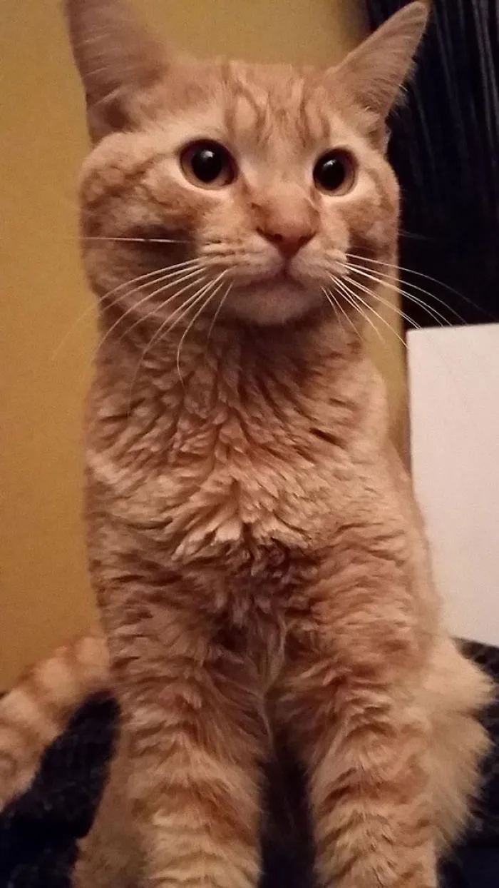 Ginger cat looking startled after a bee sting with wide eyes and fluffed fur.