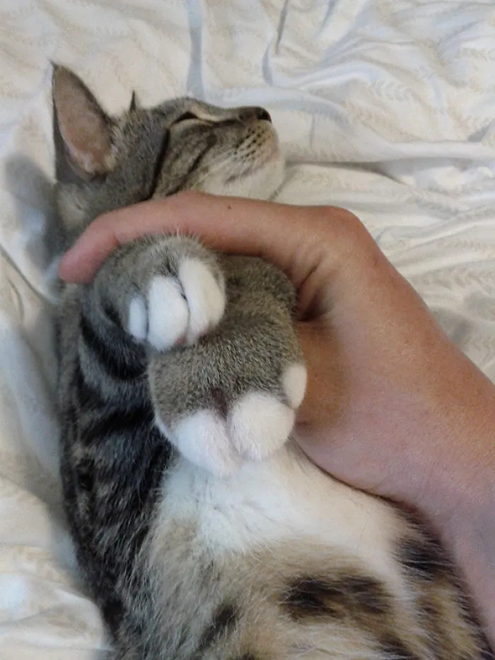 This Is Why Kittens Shouldn't Play With Bees