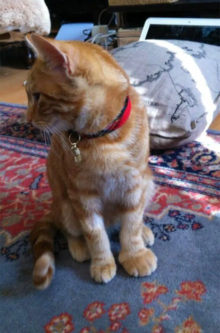 Cat Stung By Bee