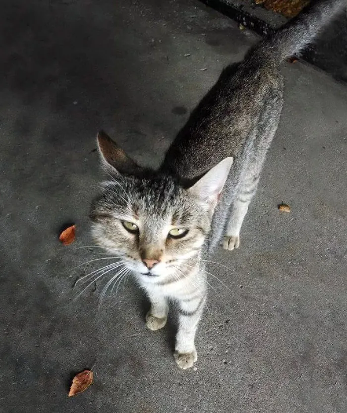 Our Cat Was Stung By A Bee