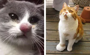 37 Cats Who Got Stung By Bees And Wasps