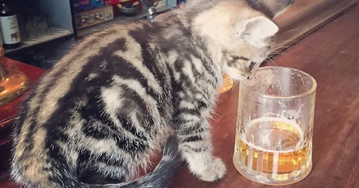 There’s A Cat Pub In The UK You Need To Visit Right Meow