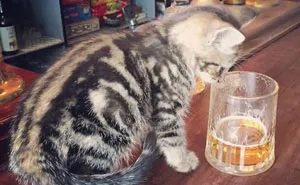There’s A Cat Pub In The UK You Need To Visit Right Meow