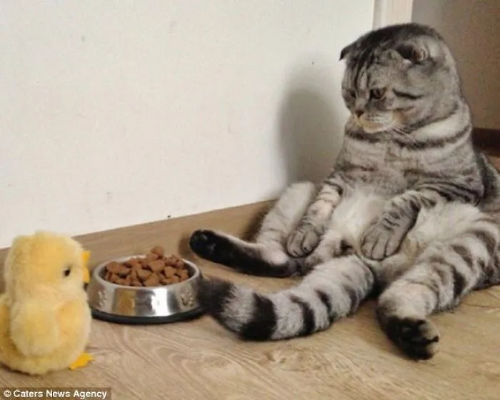 Cats Sitting Like Humans