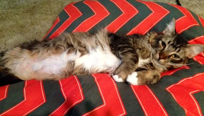 Maine Coon cat lying relaxed on a red and black patterned cushion, showing fluffy fur and gentle expression.