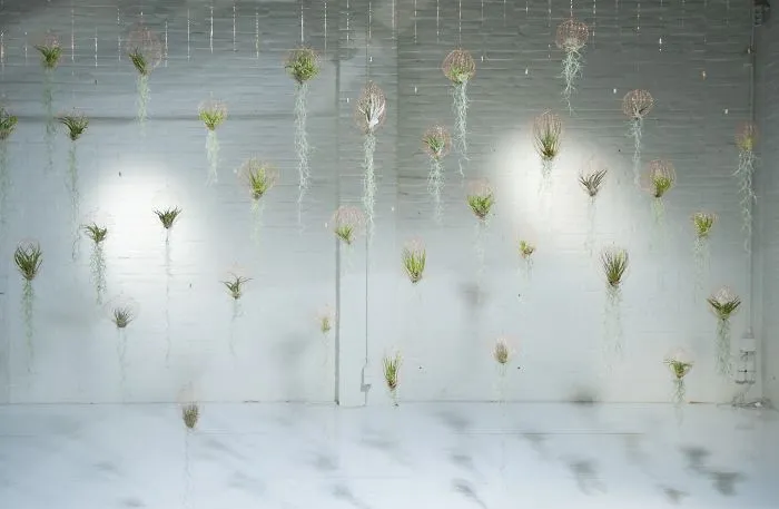 Airplanting