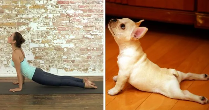 18 Cute Animals Showing You Some Yoga Poses