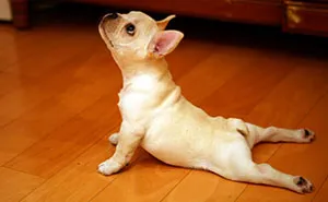 18 Cute Animals Showing You Some Yoga Poses