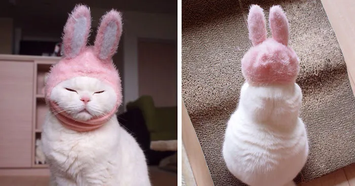 This 17-Year-Old Cat Is The Laziest Internet Star In Japan