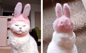 This 17-Year-Old Cat Is The Laziest Internet Star In Japan