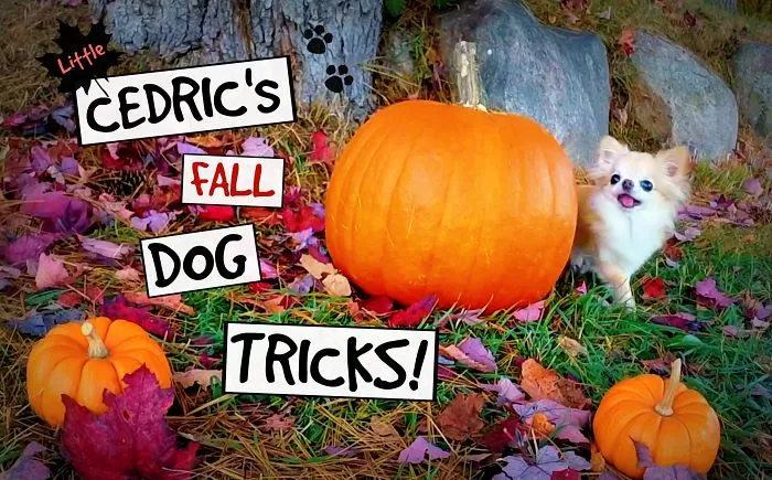 Cute Puppy Sized Chihuahua Does Dog Tricks