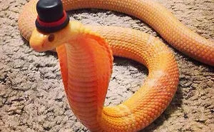 Scared Of Snakes? Put A Hat On It!