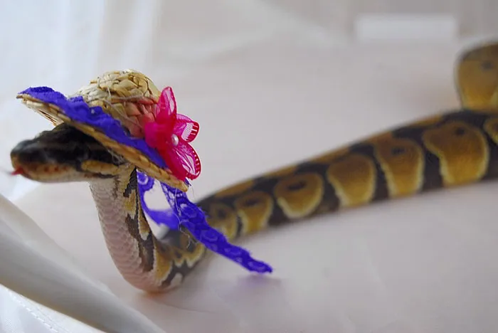 Snake In A Hat