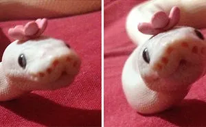 Scared Of Snakes? Put A Hat On It!