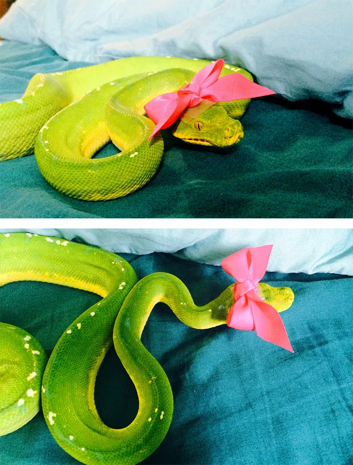 Snake In A Hat