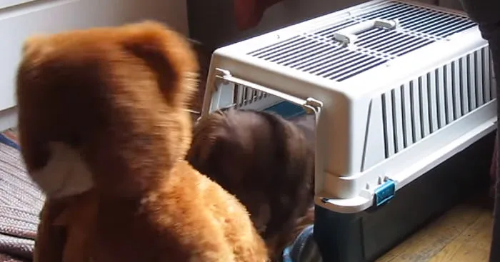 Determined Dachshund Tries To Pull His Giant Teddy Bear Inside His Carrier