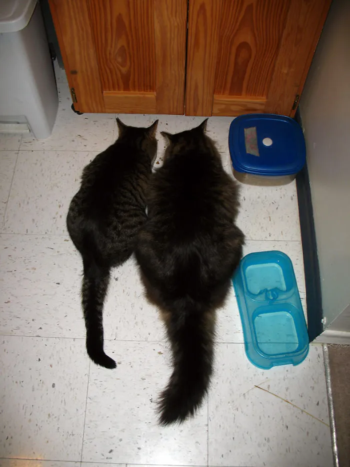 Two Maine Coon cats with fluffy fur sitting side by side near food and water dishes on a tiled floor.