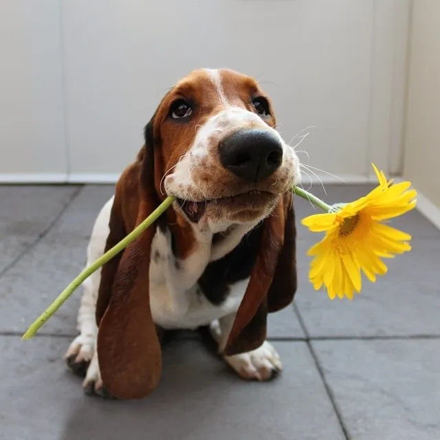 Esta nueva aplicación te permite tomar un perro prestado para pasearlo y jugar
