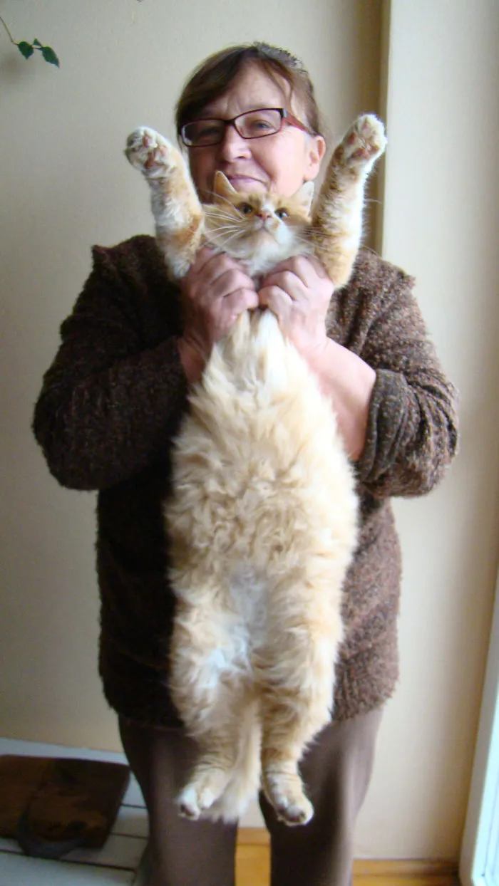 Woman holding a large Maine Coon cat with fluffy fur and raised front paws indoors by a window.