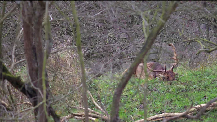 Father Deer At The Daycare