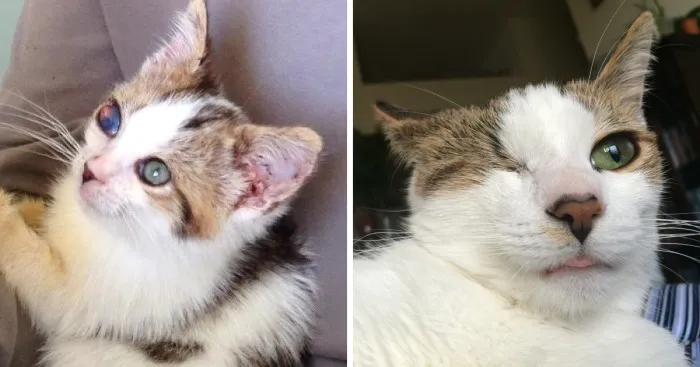 Poppy Doesn't Know She's Supposed To Have Two Eyes