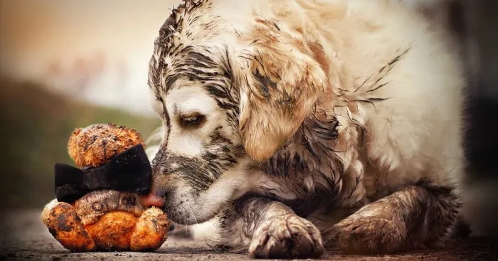 I Love My Golden Retriever When He Is Muddy