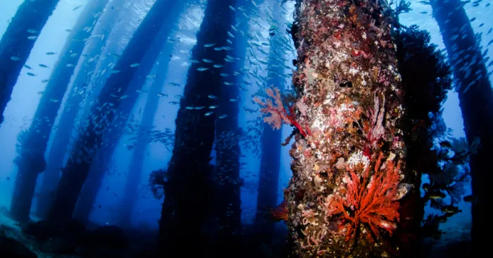 I Photographed An Underwater Forest In Bali