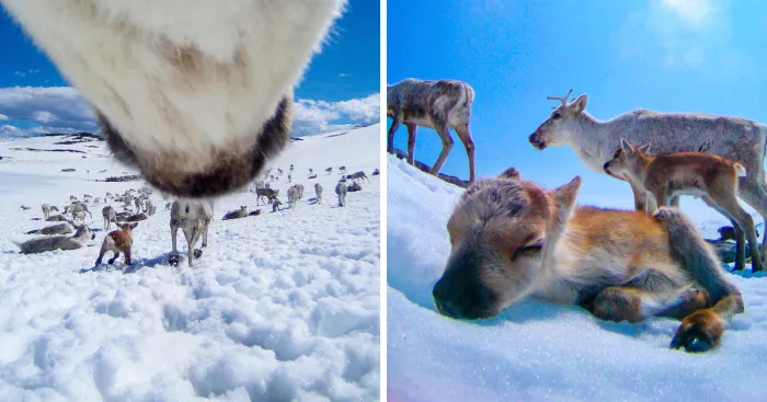 What Happens When You Give A Reindeer A Camera