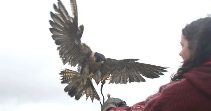 Queen Of The Sky: My Friend Saved A Wounded Falcon And Let Her Fly Free