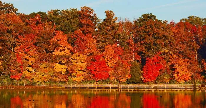 Autumn Delight At Sharon Woods State Park, OH
