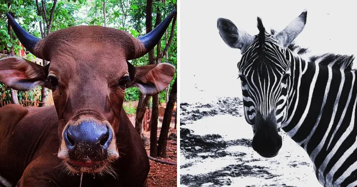A State Of Awesomeness: When Animals Become Models